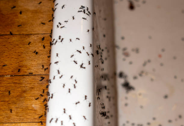 Reliable Deming, NM Pest Control Solutions